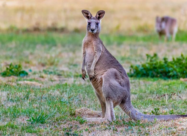 Free stock image of  Eastern Grey Kangaroo created by John Torcasio