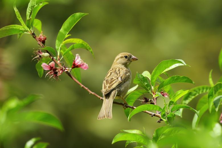 Free stock image of Bel oiseau created by Gardif Oisillon