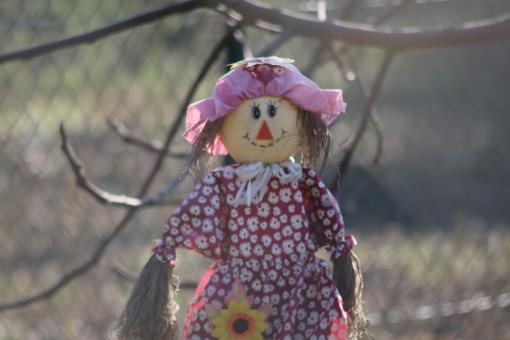 Free Stock Photo of Ragdoll in a garden