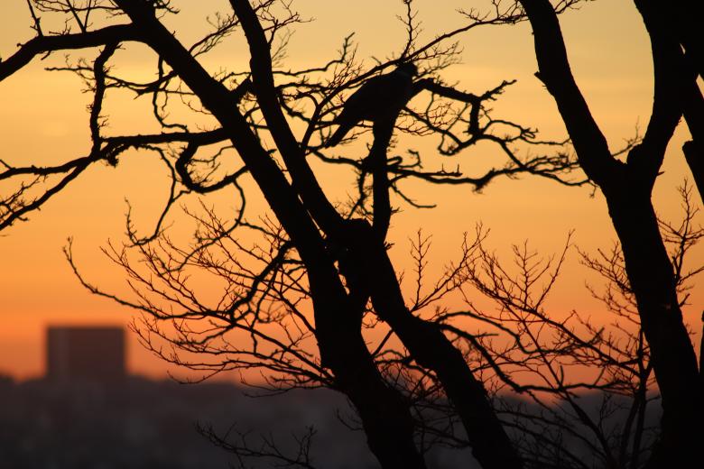 Free stock image of Sunrise over Paris created by GAIMARD Jacques