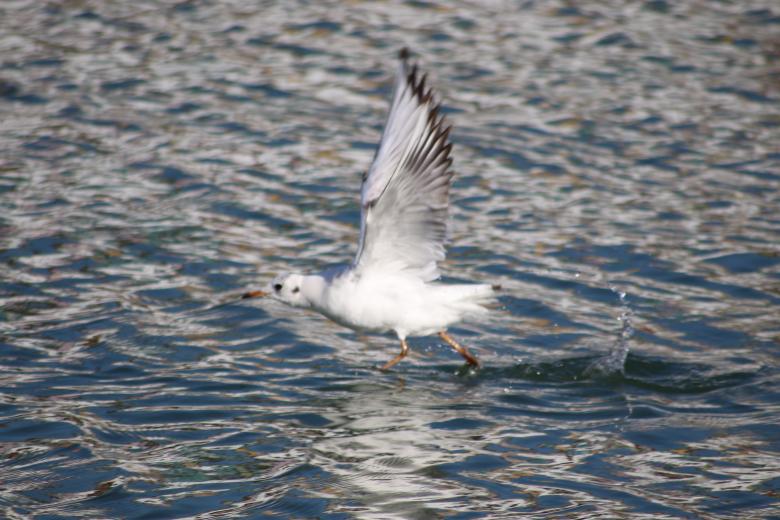 Free stock image of Like Jesus, I can walk on water!! created by GAIMARD Jacques