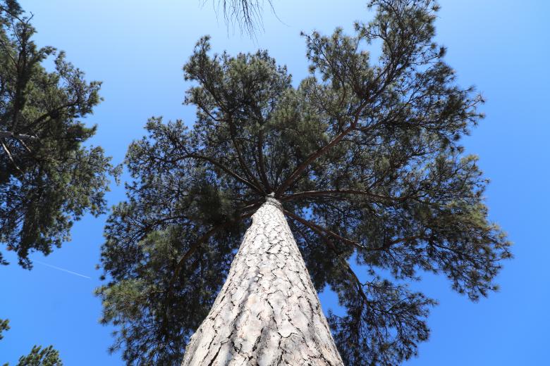Free stock image of Pine tree from under... created by GAIMARD Jacques