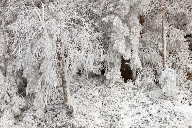 Free stock image of Winter White Foliage created by Nicolas Raymond