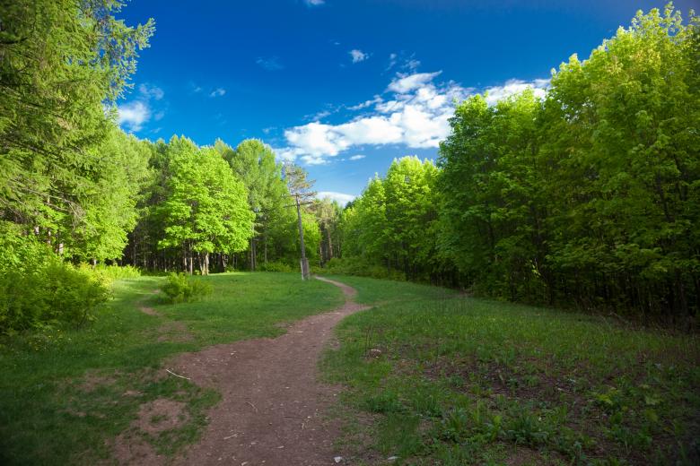 Free stock image of Road in the green forest created by 2happy