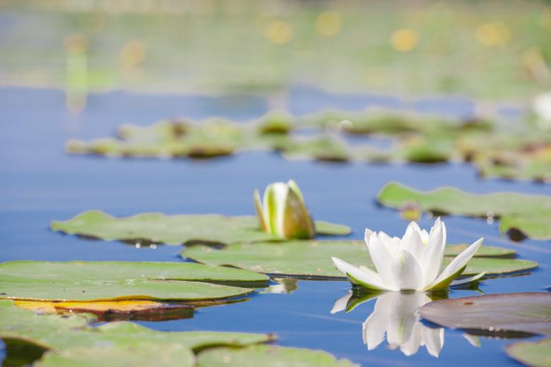 Free stock image of Water Lily in Pond created by 2happy