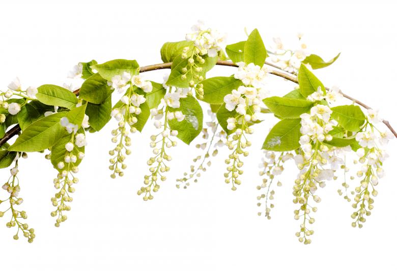 Free stock image of Spring Flowers on White created by 2happy