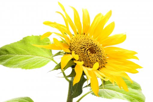 Free Stock Photo of Yellow Sunflower