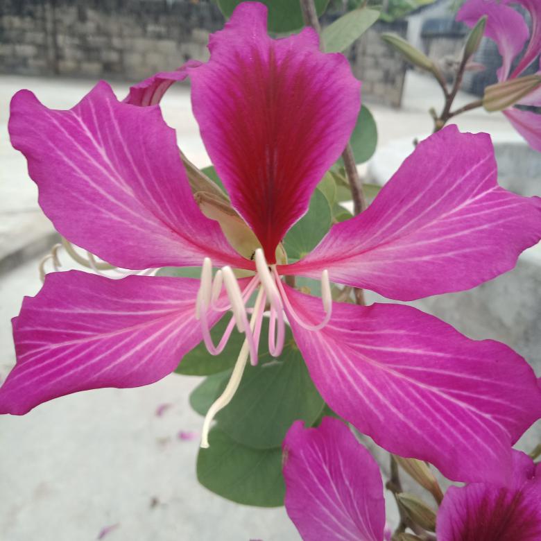 Free stock image of Pink Flower created by Free Stock Photos
