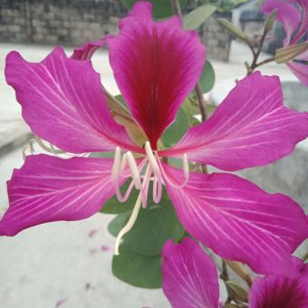 Pink Flower - Free Stock Photo