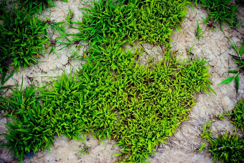 Free stock image of Vivid Green Plants created by Bjorgvin