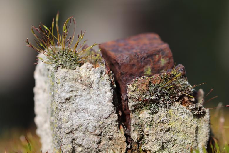 Free stock image of Abandoned and rusted funerary monument created by GAIMARD Jacques