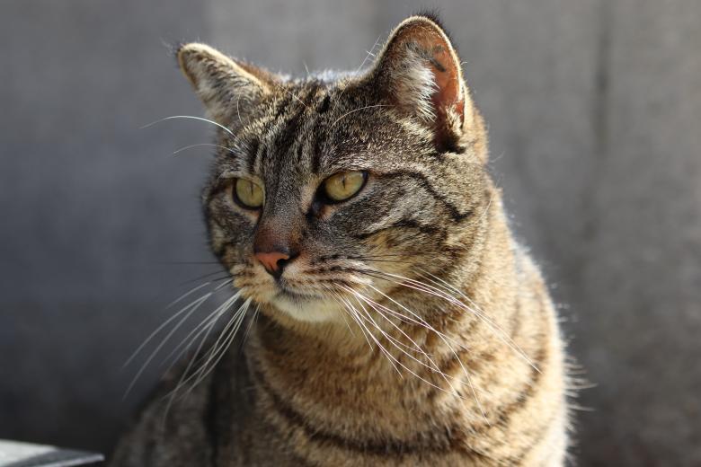 Free stock image of Cemetery cat created by GAIMARD Jacques