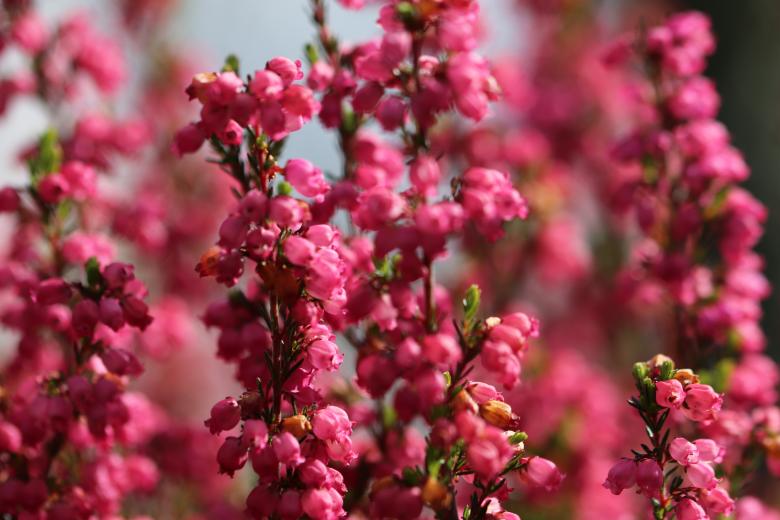 Free stock image of Pink heather on a grave (close-up) created by GAIMARD Jacques