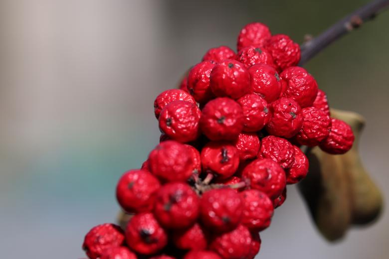 Free stock image of Last fall fruits on a shrub created by GAIMARD Jacques