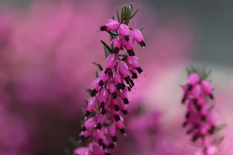 Free stock image of Pink heather on a grave created by GAIMARD Jacques
