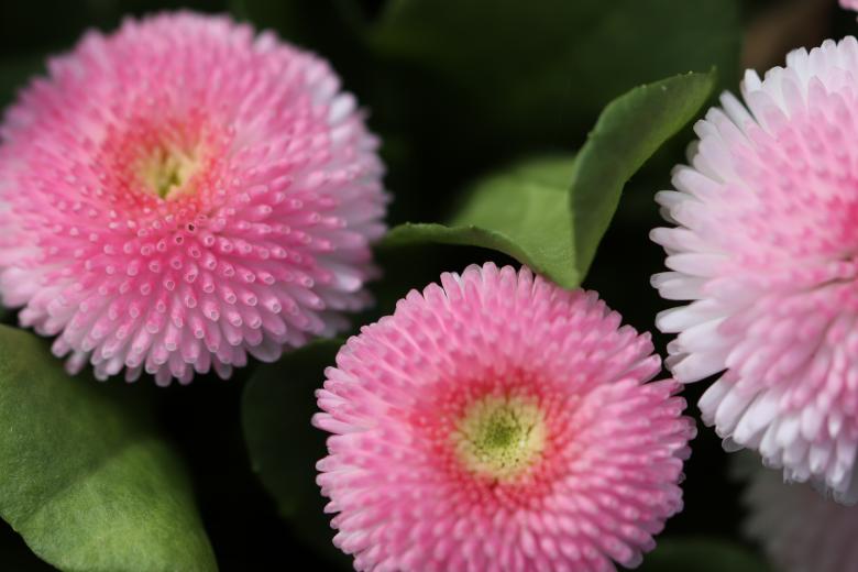 Free stock image of Pink spring flowers on a grave created by GAIMARD Jacques