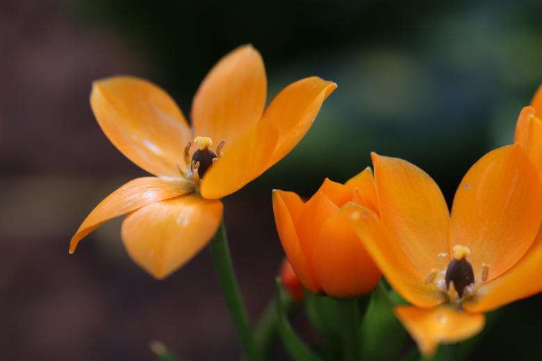 Free stock image of Spring flowers on a grave created by GAIMARD Jacques
