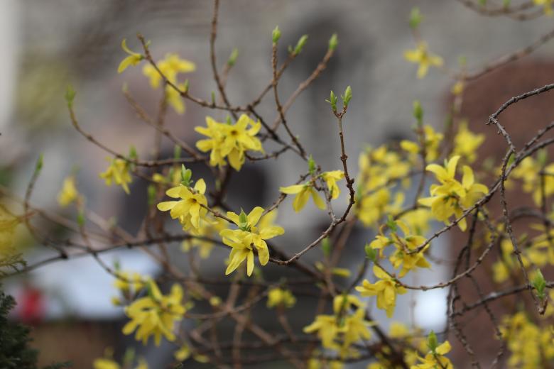 Free stock image of Yellow spring flowers on a shrub created by GAIMARD Jacques