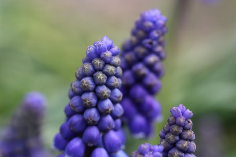 Free stock image of Blue spring flowers close-up created by GAIMARD Jacques