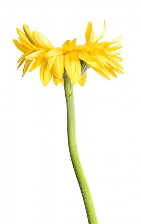 Free stock image of Yellow gerbera created by 2happy