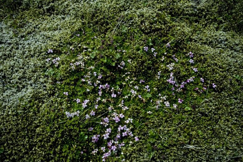 Free stock image of Organic Moss Texture created by Bjorgvin