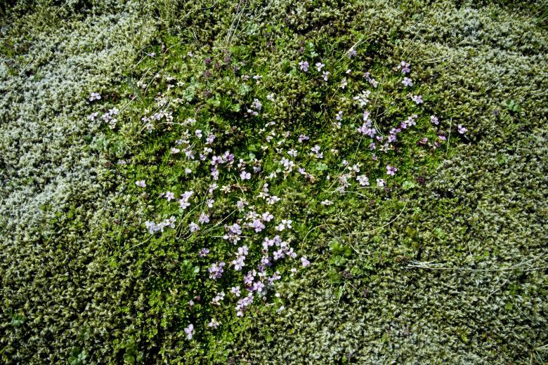 Free stock image of Organic Moss and Flowers created by Bjorgvin
