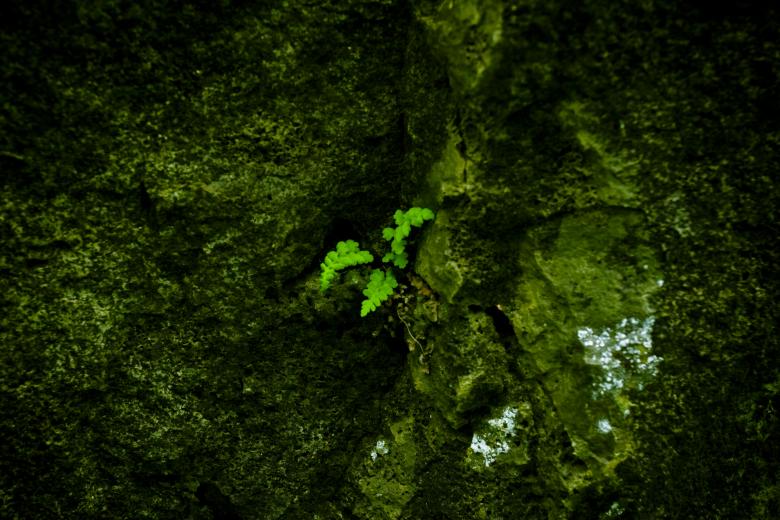 Free stock image of Green Flower Organic Background created by Bjorgvin