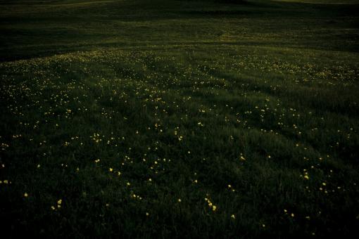 Free Stock Photo of Green Field Background