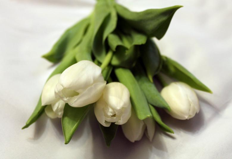 Free stock image of White tulips created by NomeVizualizzato