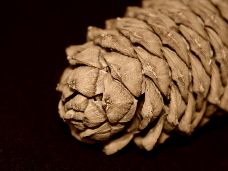 Free stock image of Strobile created by NomeVizualizzato