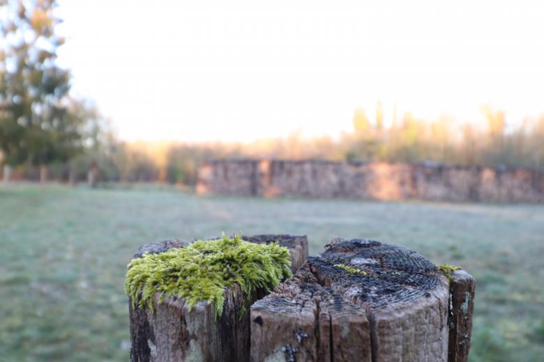 Free stock image of Old wooden pole with moss created by GAIMARD Jacques