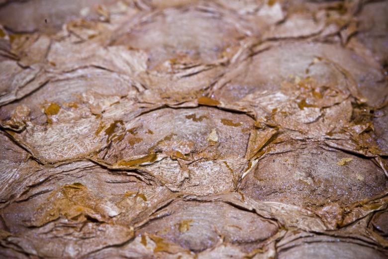 Free stock image of Dry Fish Skin Surface created by Bjorgvin