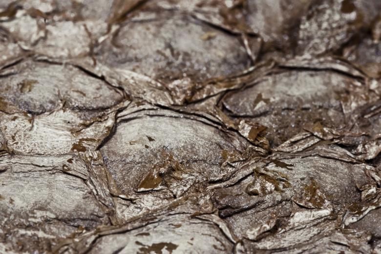 Free stock image of Dry Fish Skin Texture created by Bjorgvin