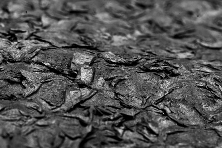 Free stock image of B&W Dry Fish Scales created by Bjorgvin