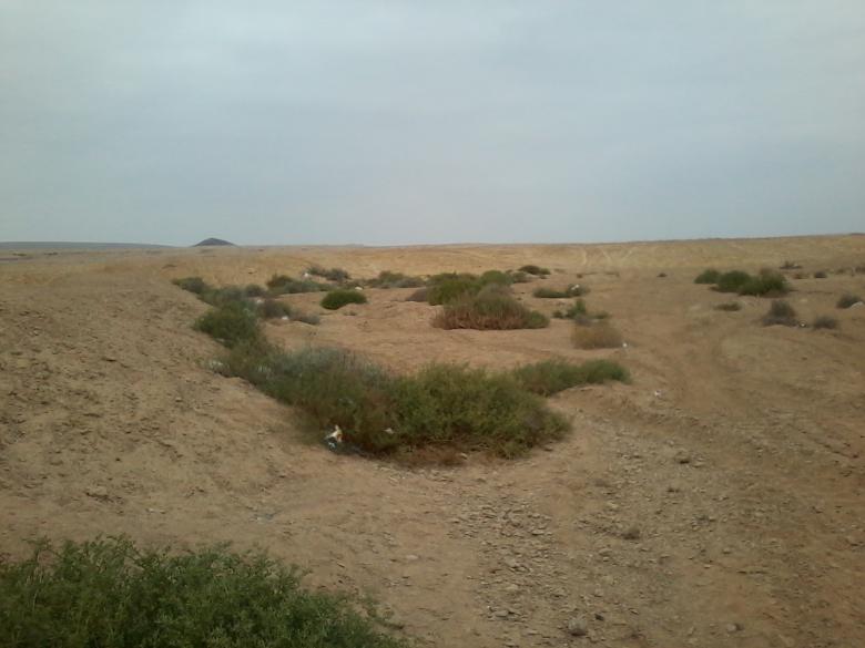 Free stock image of Planting in the desert created by mahmoud Mohammed