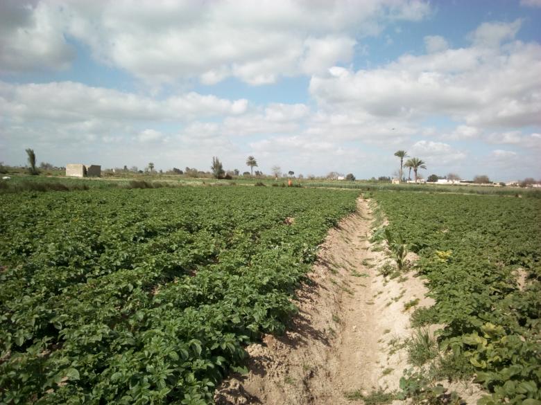 Free stock image of Potato Cultivation created by mahmoud Mohammed