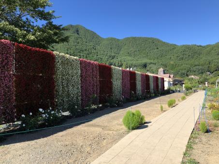 Wall of Flowers - Free Stock Photo