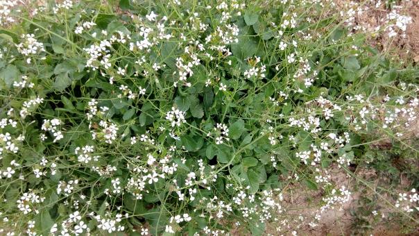 Corral Plant with White Flowers - Free Stock Photo