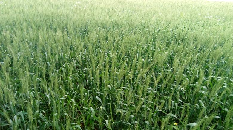 Free stock image of Wheat Field created by mahmoud Mohammed