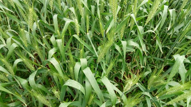 Free stock image of Wheat Plants created by mahmoud Mohammed