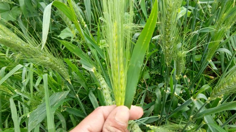 Free stock image of Holding a Wheat Plant created by mahmoud Mohammed