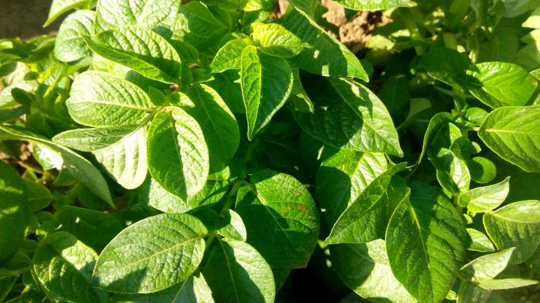 Free stock image of Green potato leaves created by mahmoud Mohammed