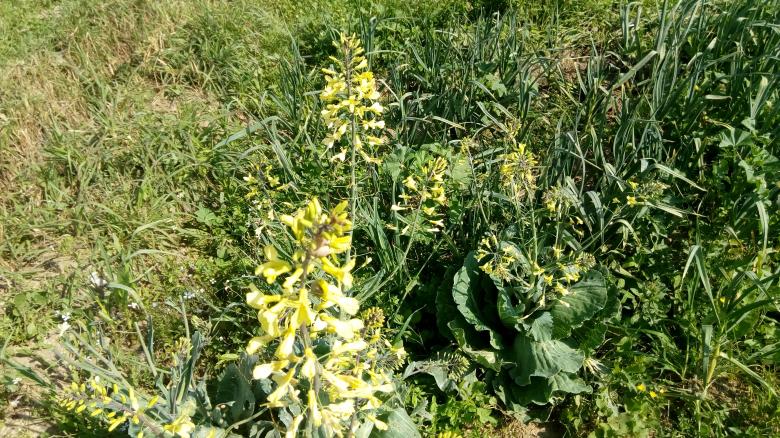 Free stock image of Yellow Plants created by mahmoud Mohammed