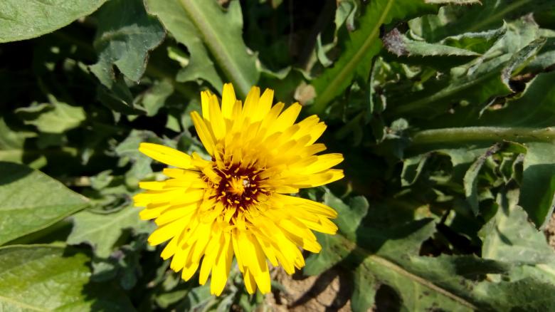 Free stock image of Yellow Weed Flower created by mahmoud Mohammed