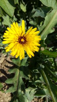 Yellow Weed - Free Stock Photo