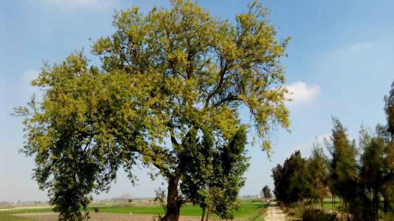 Free stock image of Willow tree created by mahmoud Mohammed