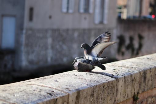 Free Stock Photo of Pigeon on duty!
