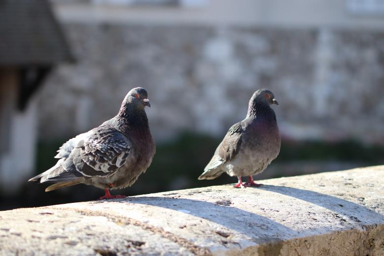 Free stock image of Pigeons couple created by GAIMARD Jacques