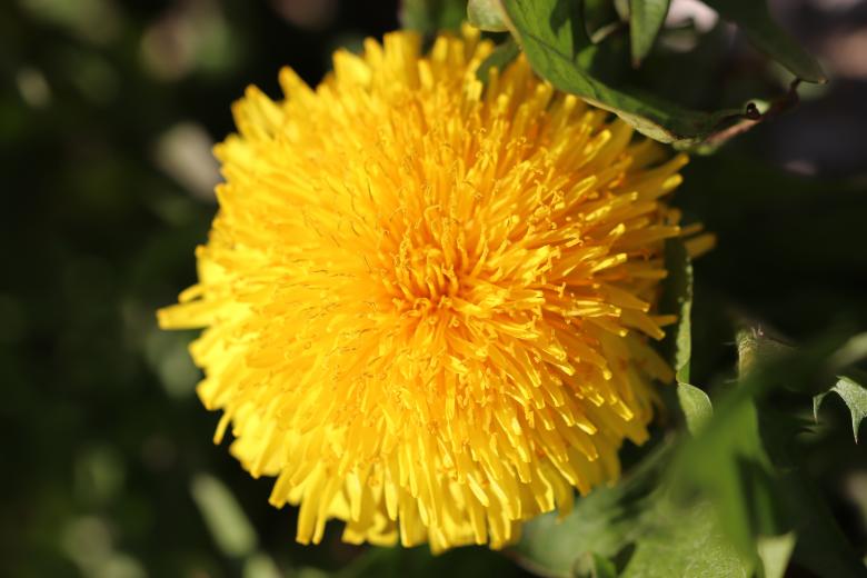 Free stock image of Early spring dandelion created by GAIMARD Jacques