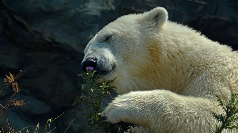 Free stock image of Polar Bear created by Kermit Ferree